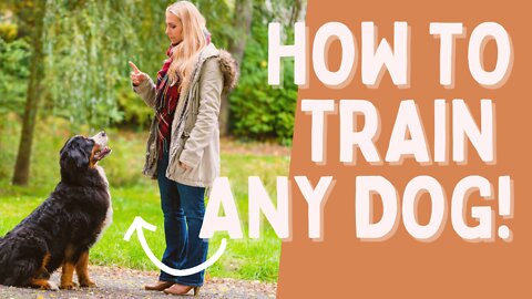 Dog Training Basics - Everyone Should Know