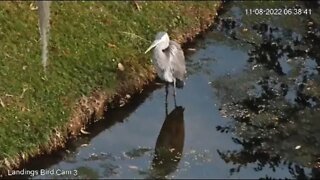 Great Blue Heron Wades in Lagoon 🦩 11/08/22 06:36