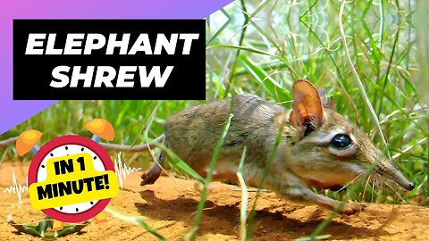 Elephant Shrew - In 1 Minute! 🐀 One Of The Cutest And Rarest Animals In The Wild | 1 Minute Animals