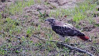 Red Tail Hawk Eating Lunch!