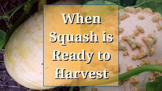 When Squash is Ready to Pick (Winter Squash/Pumpkins)