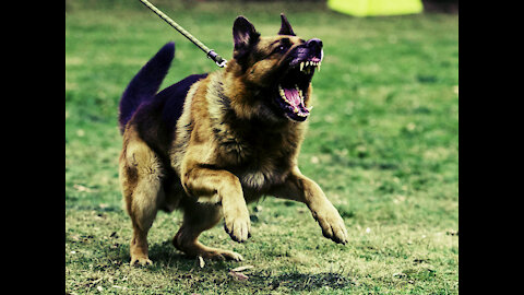 EASY STEPS TO TRAIN YOUR DOG TO BECOME MORE AGRESSIVE!