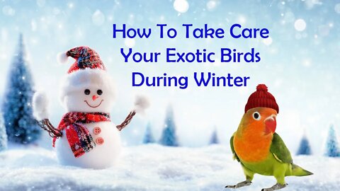 How to take care your exotic birds during winter | Winter care for birds | @Biki's Aviary