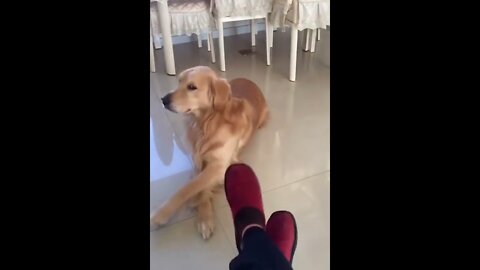 Favorite animals _ Golden Retriever _ I can do that too