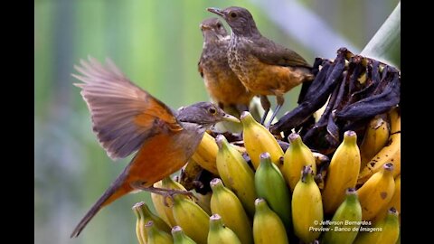 Birds eating a bunch of bananas