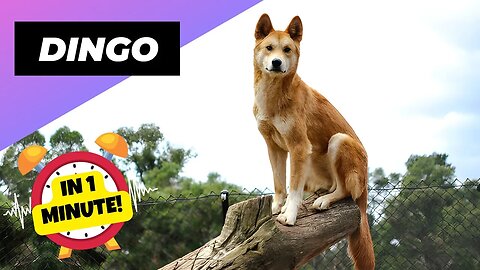 Dingo - In 1 Minute! 🦊 One Of The Cutest But Dangerous Animals In The World | 1 Minute Animals