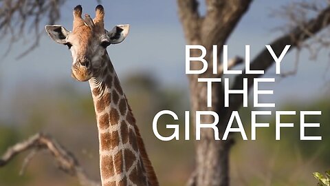 Zach Snyder - Billy the Giraffe (Official Music Video)