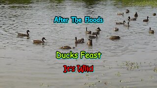 After The Floods Ducks Feast