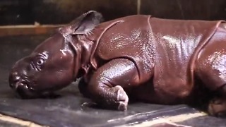 Baby Rhino experiences its first shower in the cutest way