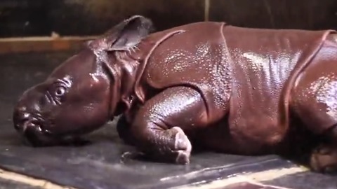 Baby Rhino experiences its first shower in the cutest way