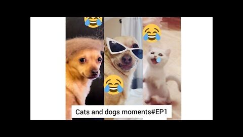 That's Moment Are So Funny Cats And Dogs Funny Videos
