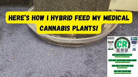 CR's 2024 Spring Growing Season - How I Hybrid Feed My Medical Cannabis Plants in 5th Week Veg!