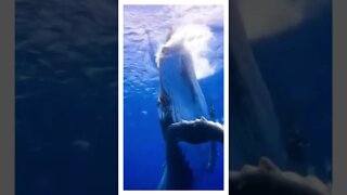 Group of divers comer face-to-face with a mammoth humpback whale