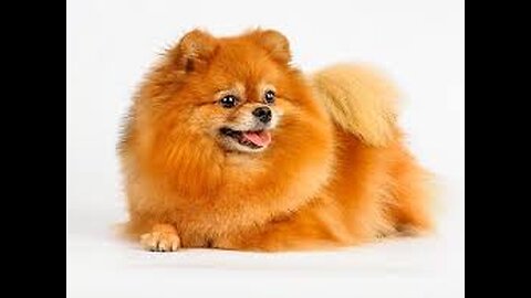 📹 5 facts about the breed - Pomeranian.