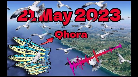 Sardine Report 2023 May 21 by Kevin at Qhora Mouth