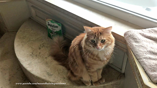 Clever cat knows how to sit on command