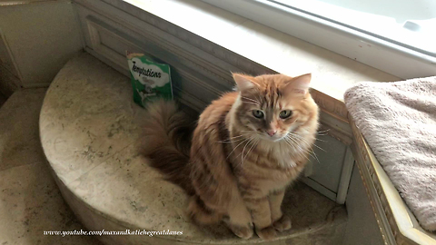 Clever cat knows how to sit on command