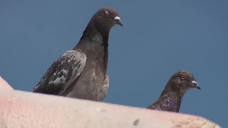 Solar panels are perfect nesting grounds for pigeons, expert says