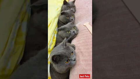 Aww so adorable 🥰 #cute #tiktok #funnyvideos #cat