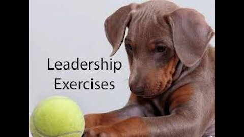 TOP 10 Essential Commands Every Dog Should Know (Basic Dog Training)