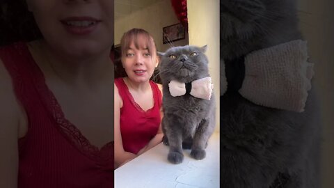 #shorts Смешные Коты Из Тик Тока 117 Funny Cats From Tiktok