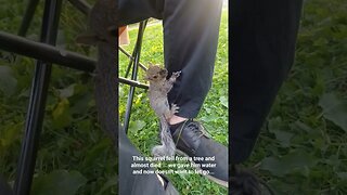 Baby squirrel fell from a tree #squirrel #animals #viral #viralvideo #viralshorts vira