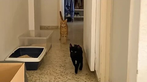 Hooman Don’t Film Us! You Ruined Our Groove! 😾