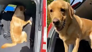Clumsy Dog Hilariously Misjudges Jump Into Vehicle