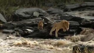 Cucciolo di leonessa attraversa un fiume fortissimo