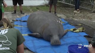 Manatee release