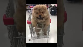 Dog Goes Shopping! Try Not To Laugh! #shorts #shortsvideo #shortsfeed @FunnyAnimalsMovieQuotes