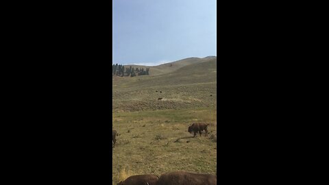 Yellowstone buffalo Bull mating display