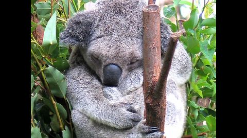 Crazy Koala Facts