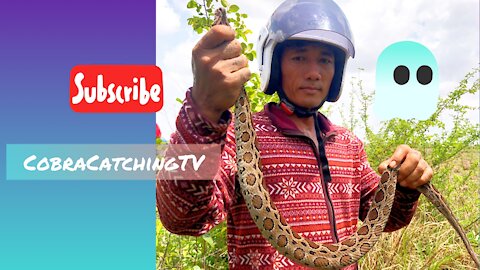 Cobra Catching TV: Dig a cave to catch a Snake Episode 31 | How to catch a malayan pit viper