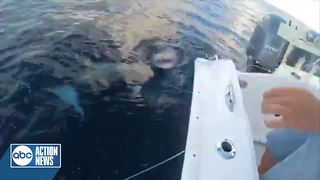 VIDEO: Fisherman catches mako shark off Tampa Bay coast