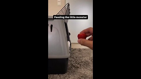 Little monster feeding time