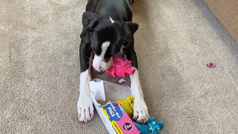 Great Dane Enthusiastically Opens Package Of Dog Toys