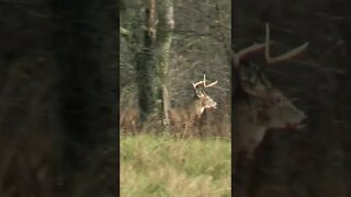 Solid Buck