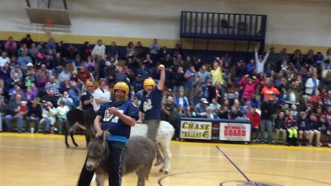 Funny Donkey Basketball Gone Hilarious