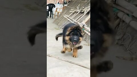 german shepherd , german shepherd dog , funny dog , dog fight , cute dog