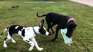 Great Danes use teamwork to deliver the newspaper