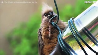 Cet oiseau refuse d'être abandonné sur son perchoir!