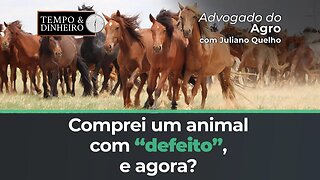 Advogado do Agro Responde sobre o que fazer em caso de compra de animais "com defeito"