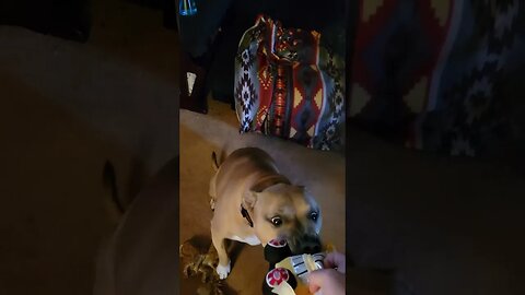 My Pit Bull Mix and Huskie Mix Rescue Dogs Get New Toys From a Neighbor