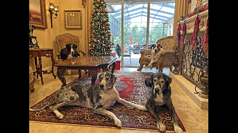 Great Danes Patiently Pose With Christmas Trees