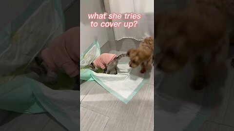 Cute dog talking/ what she tries cover up?