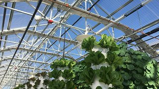 High-tech urban greenhouse takes local farming to a new level in Denver