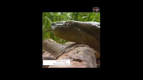 The Anaconda Facts #shorts #amazingfacts #animals #snakes