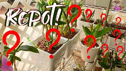 HowTo Repot a HUGE Cattleya Orchid with Creeping Rhizome | Containing Rhizomes #ninjaorchids
