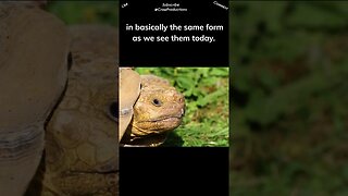 Reptiles are the oldest type of animal on the planet #reptiles #snakes #shorts